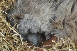 Twycross Zoo