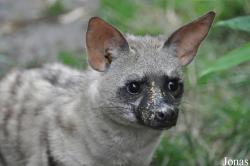 Protelinae