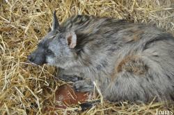 Twycross Zoo