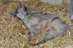 Twycross Zoo