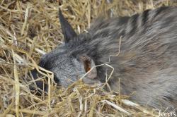 Twycross Zoo