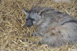 Twycross Zoo