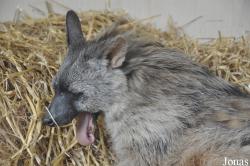 Twycross Zoo