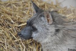 Twycross Zoo