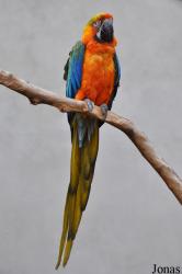 Desford Tropical Birdland