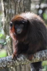 La Vallée des Singes