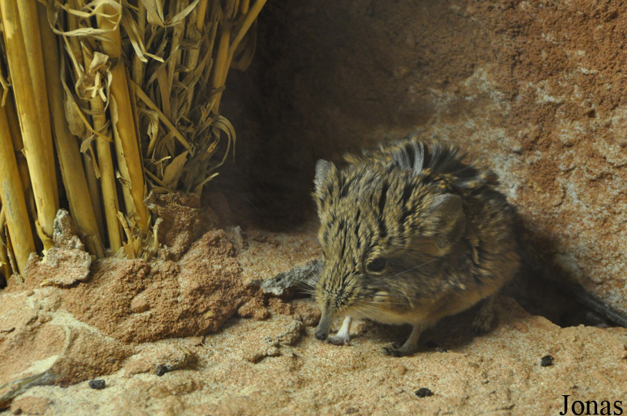 Zoo Osnabrück