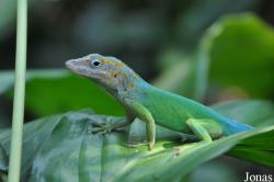 Anolis marmoratus