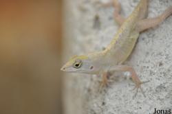Anolis sagrei