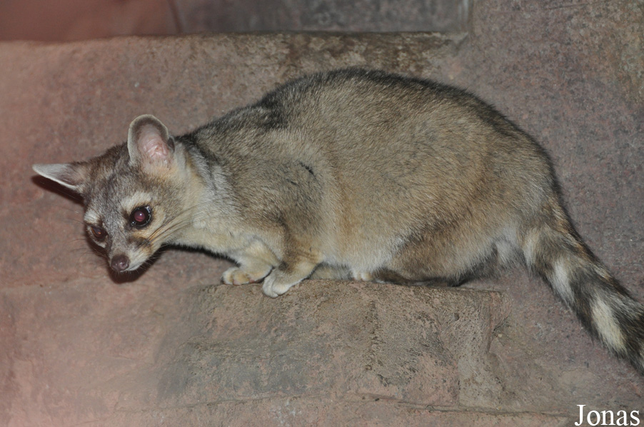 Burgers' Zoo