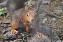 Tier- und Vogelpark Reilingen