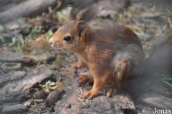Tier- und Vogelpark Reilingen