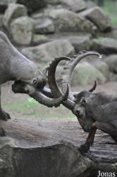 Tierpark Perleberg