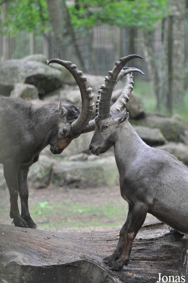 Tierpark Perleberg