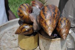 Achatina achatina