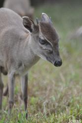 Kumasi Zoo