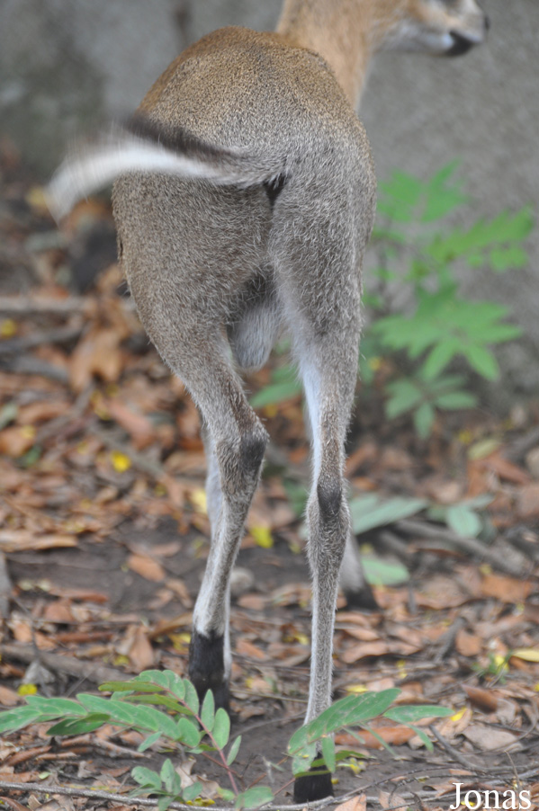 Kumasi Zoo