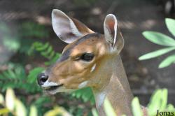 Tragelaphus scriptus phaleratus