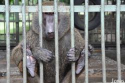 Kumasi Zoo