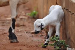Owabi Wildlife Sanctuary