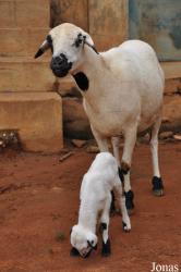 Owabi Wildlife Sanctuary