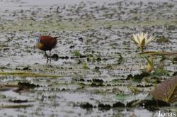 Owabi Wildlife Sanctuary