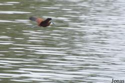 Owabi Wildlife Sanctuary