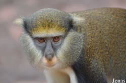 Boabeng-Fiema Monkey Sanctuary