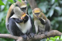 Boabeng-Fiema Monkey Sanctuary