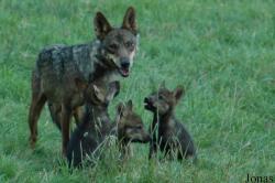 Canis lupus signatus