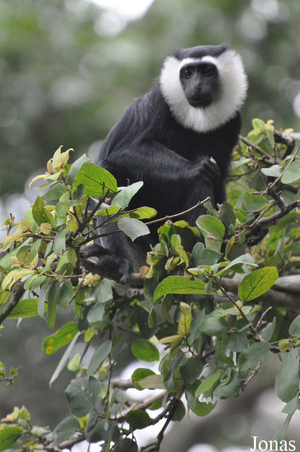Boabeng-Fiema Monkey Sanctuary