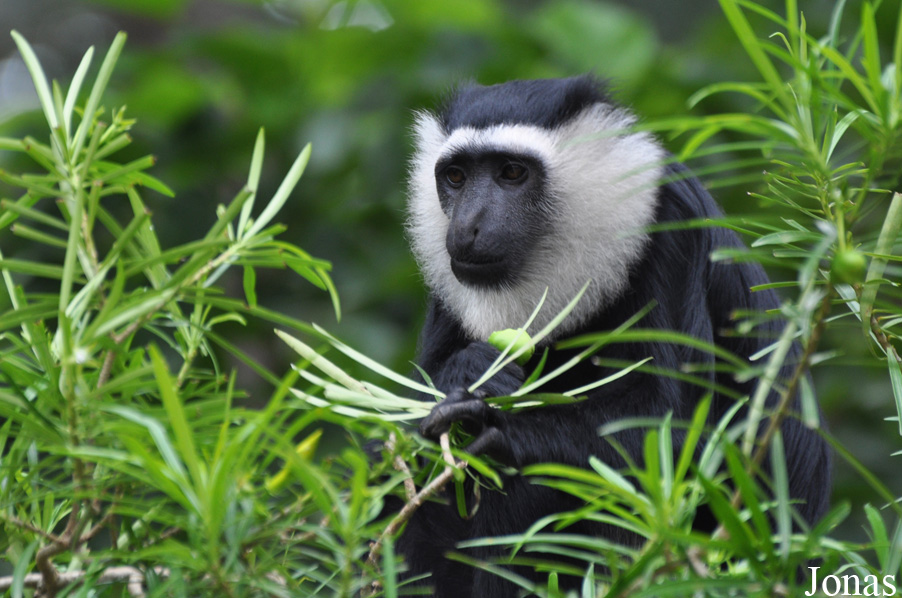 Boabeng-Fiema Monkey Sanctuary