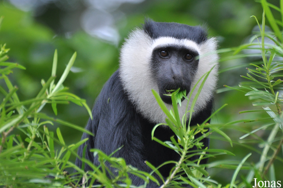 Boabeng-Fiema Monkey Sanctuary