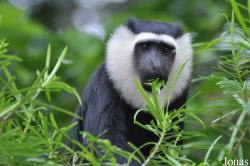 Boabeng-Fiema Monkey Sanctuary
