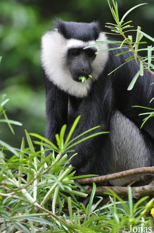 Boabeng-Fiema Monkey Sanctuary