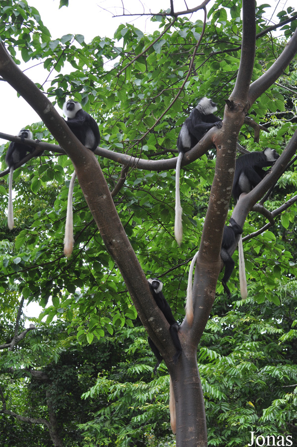 Boabeng-Fiema Monkey Sanctuary