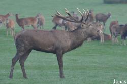 Parc Animalier de Sainte-Croix