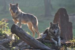 Parc Animalier de Sainte-Croix