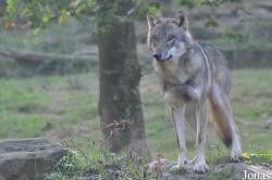 Parc Animalier de Sainte-Croix