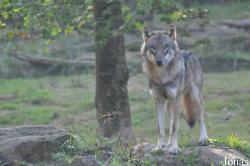 Parc Animalier de Sainte-Croix