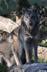 Parc Animalier de Sainte-Croix