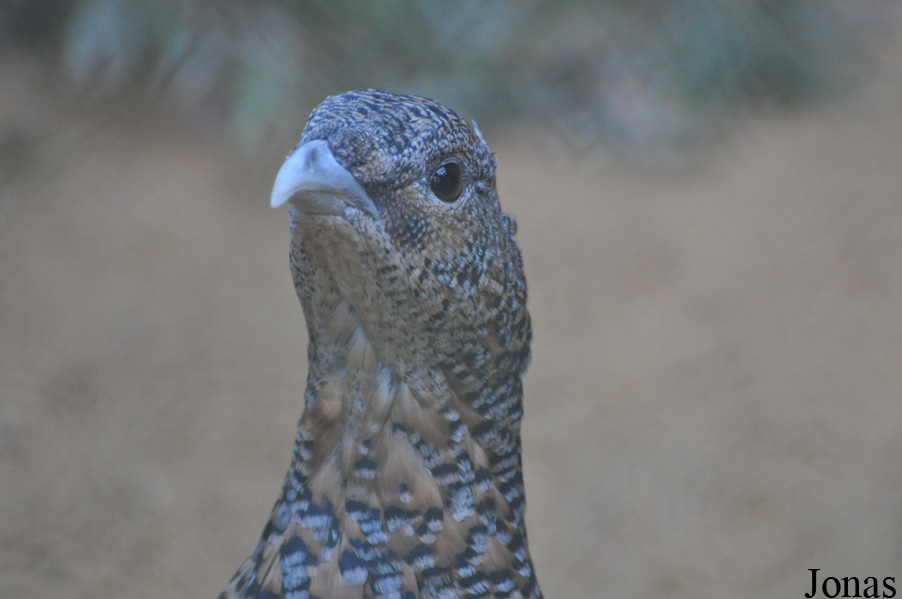 Parc Animalier de Sainte-Croix