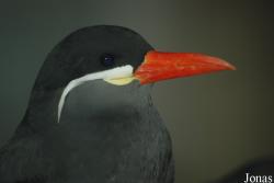 Larosterna inca