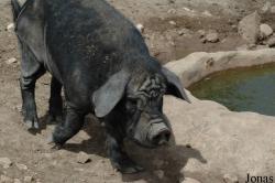 Cochon domestique