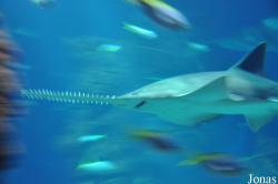 Aquarium Mare Nostrum