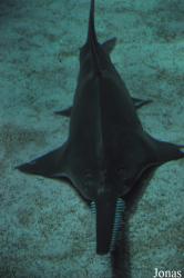 Aquarium Mare Nostrum