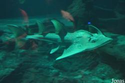 Aquarium Mare Nostrum