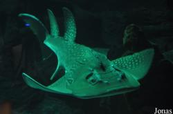 Aquarium Mare Nostrum