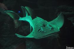 Aquarium Mare Nostrum