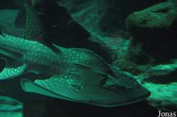 Aquarium Mare Nostrum